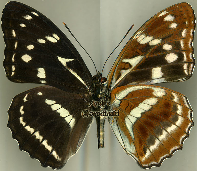 http://www.gorodinski.ru/nymphalidae/Limenitis recurva.jpg